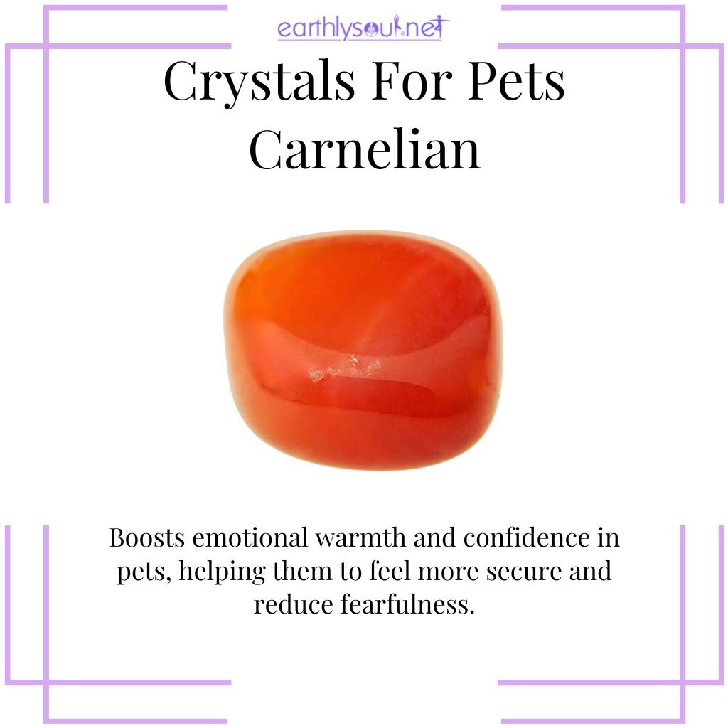 Carnelian for pet confidence