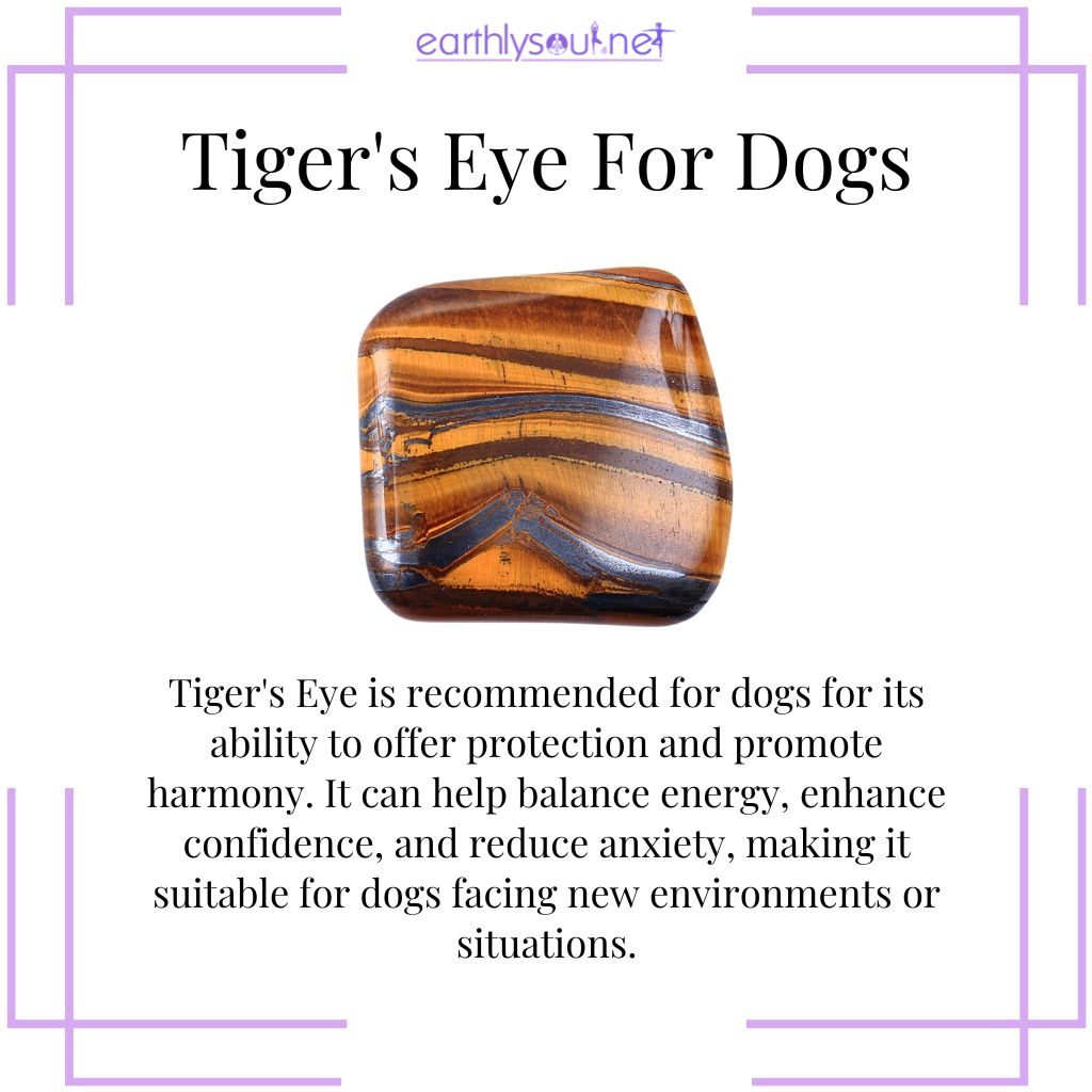 Tiger's eye for confident dogs